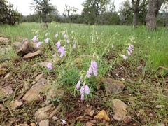 Penstemon campanulatus