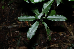 Ochrosia poweri, photograph (c) Greg Tasney, some rights reserved (CC BY-SA)