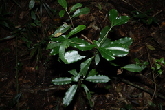 Ochrosia poweri, photograph (c) Greg Tasney, some rights reserved (CC BY-SA)