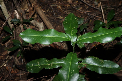 Acronychia wilcoxiana, photograph 6