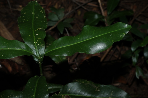 Image of Acronychia wilcoxiana by (c) Greg Tasney, some rights reserved (CC BY-SA)