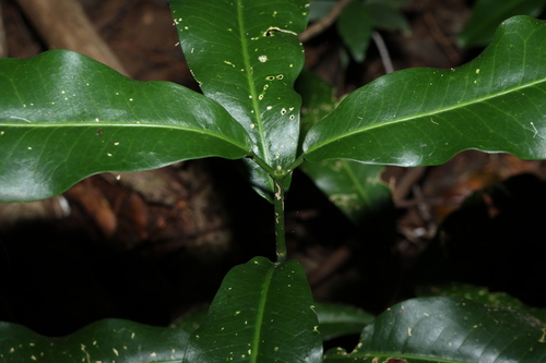 Acronychia wilcoxiana, photograph 5