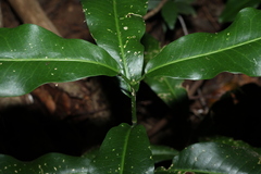 Acronychia wilcoxiana, photograph (c) Greg Tasney, some rights reserved (CC BY-SA)