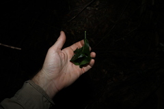 Acronychia wilcoxiana, photograph (c) Greg Tasney, some rights reserved (CC BY-SA)