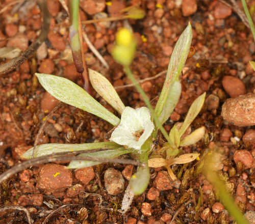 Image of Hesperevax acaulis by (c) Steve Matson, some rights reserved (CC BY)