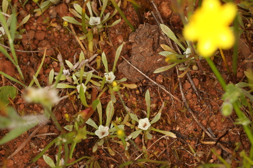 dwarf evax (Hesperevax acaulis)