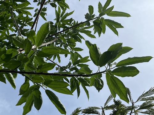 Sapium glandulosum - Whole tree