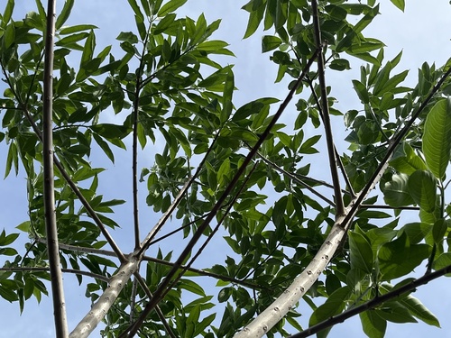 Sapium glandulosum - Leaves