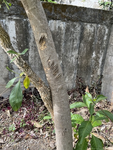 Sapium glandulosum - Leaves
