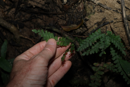 Image of Adiantum diaphanum by (c) Greg Tasney, some rights reserved (CC BY-SA)