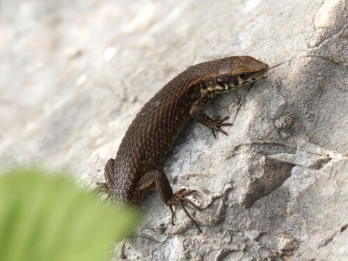 Greek Algyroides, photo 4 of 8