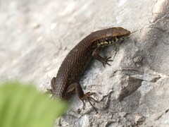 Greek Algyroides photo 4