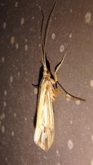 Limnephilus ornatus