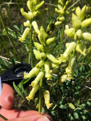 Astragalus collinus