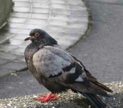 Columba livia domestica