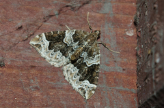 Eulithis prunata