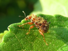 Rhamnapoderus