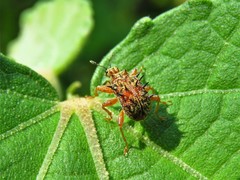 Rhamnapoderus