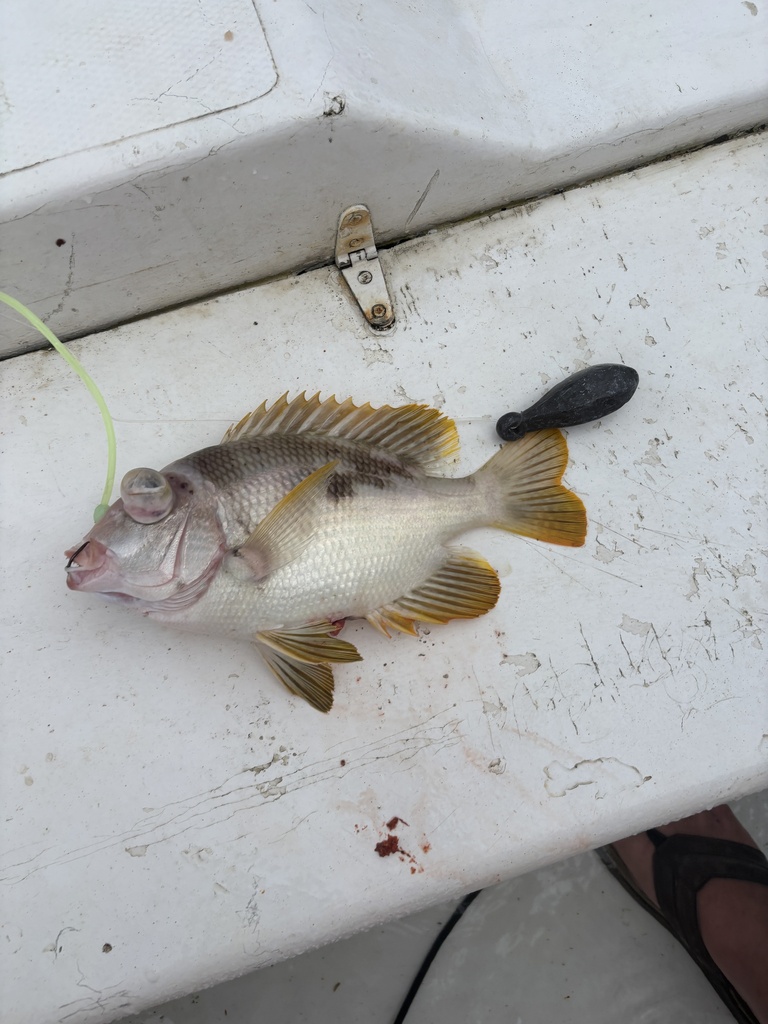 Mozambique large-eye bream (Wattsia mossambica) — Lethrinidae