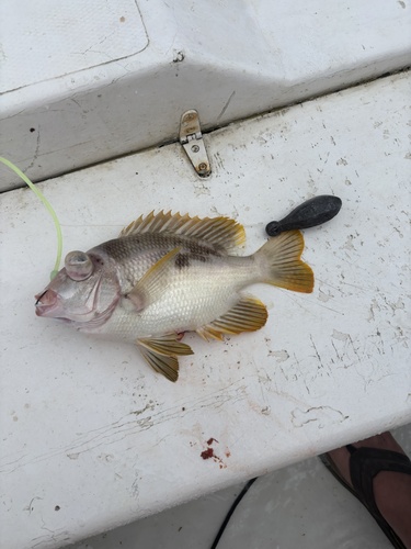 Mozambique large-eye bream (Wattsia mossambica) — Lethrinidae