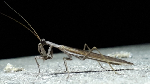 Grey Mantis photo 5