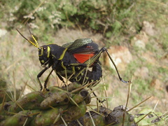 Horse Lubber Grasshopper