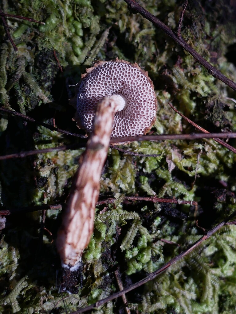 Austroboletus novae-zelandiae · April 2025 · photo: © alice_shanks (iNaturalist, cc-by)