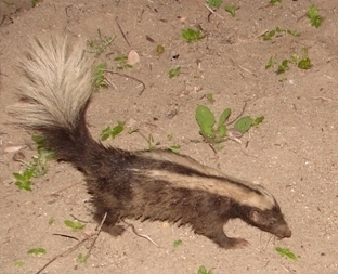 Striped Hog-nosed Skunk
