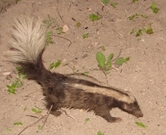 Striped Hog-Nosed Skunk photo 3