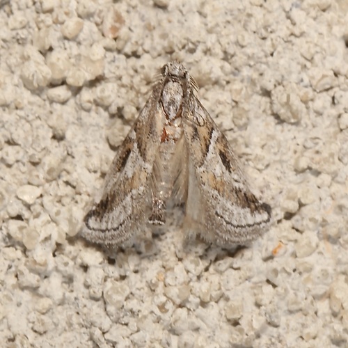 Decaturia pectinalis photo 5