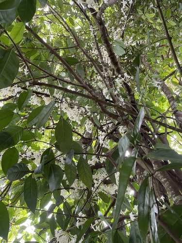 Phaleria clerodendron, photograph 2