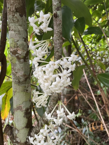 Phaleria clerodendron, photograph 1