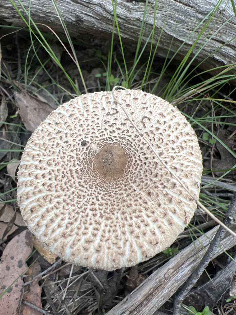 Macrolepiota clelandii · April 2025 · photo: © elapidwildlife (iNaturalist, cc-by)