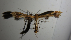 Geina periscelidactylus