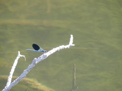 Calopteryx xanthostoma
