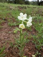 Lithospermum cobrense