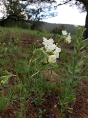 Lithospermum cobrense