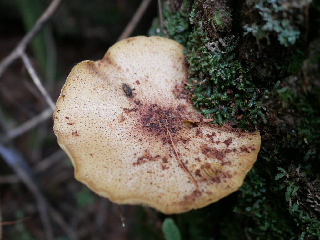 Tricholomopsis ornaticeps · April 2025 · photo: © alice_shanks (iNaturalist, cc-by)