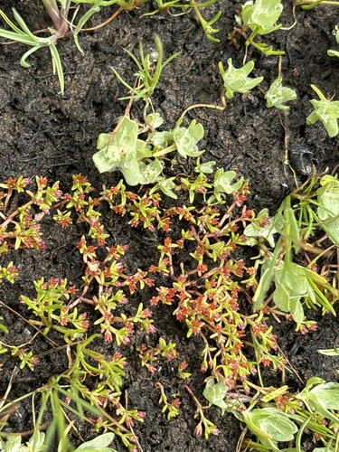 Crassula solieri