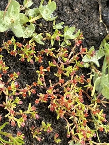 Crassula solieri