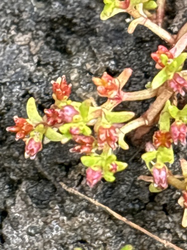 Crassula solieri