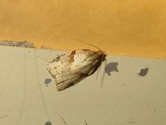 Clepsis spectrana