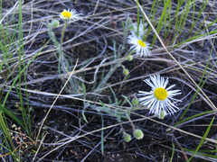 Erigeron pumilus