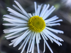 Erigeron pumilus