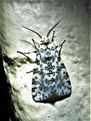 Alpenus maculosa