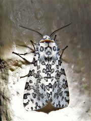 Alpenus maculosa