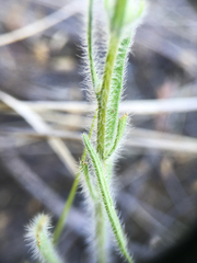 Erigeron pumilus