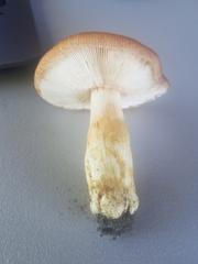 Russula grata