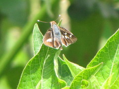 Thespieus macareus