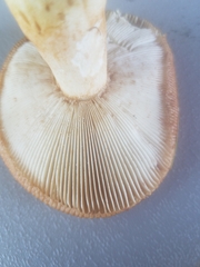 Russula grata